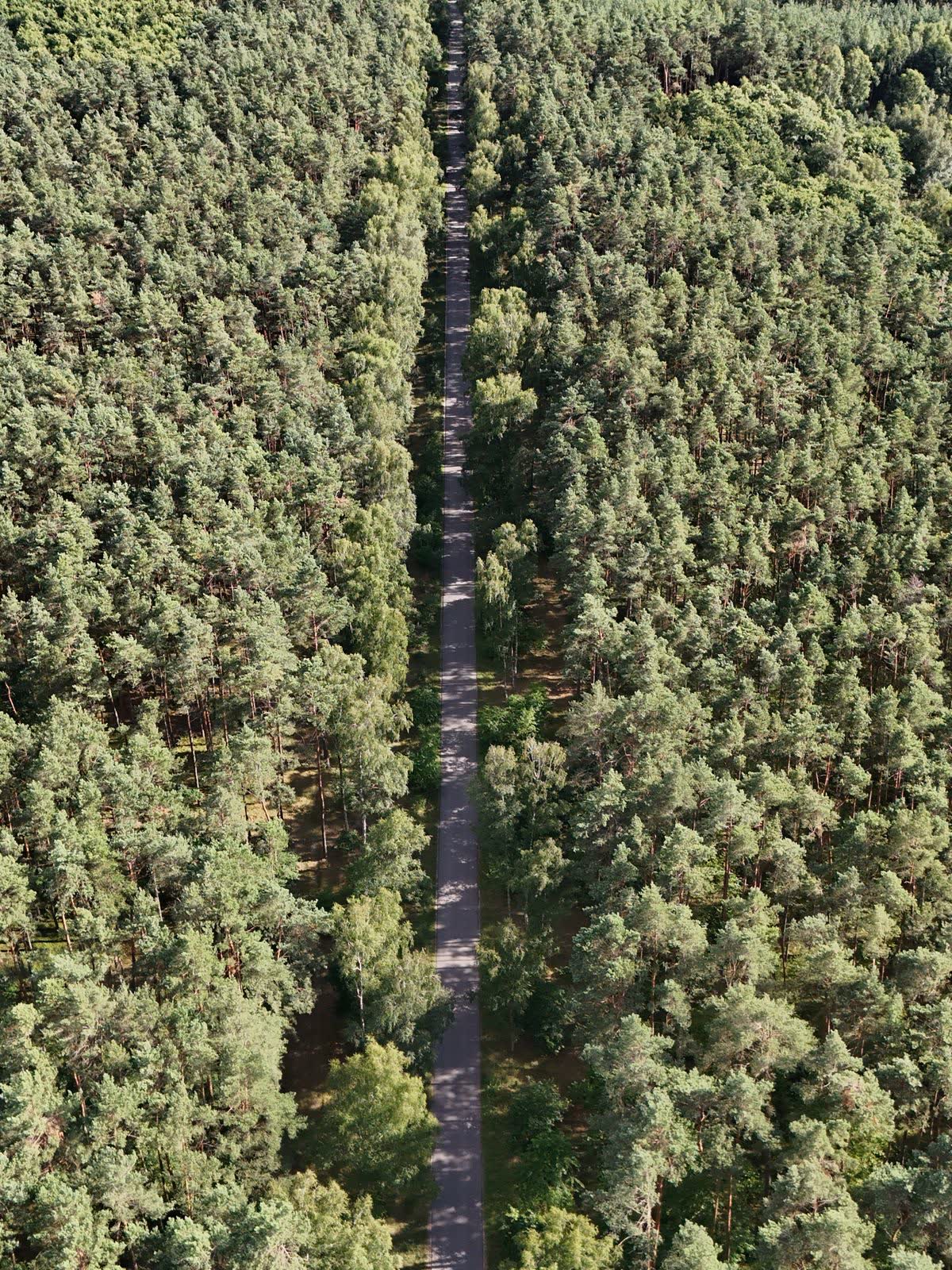 Aerial view of a road through a dense pine forest