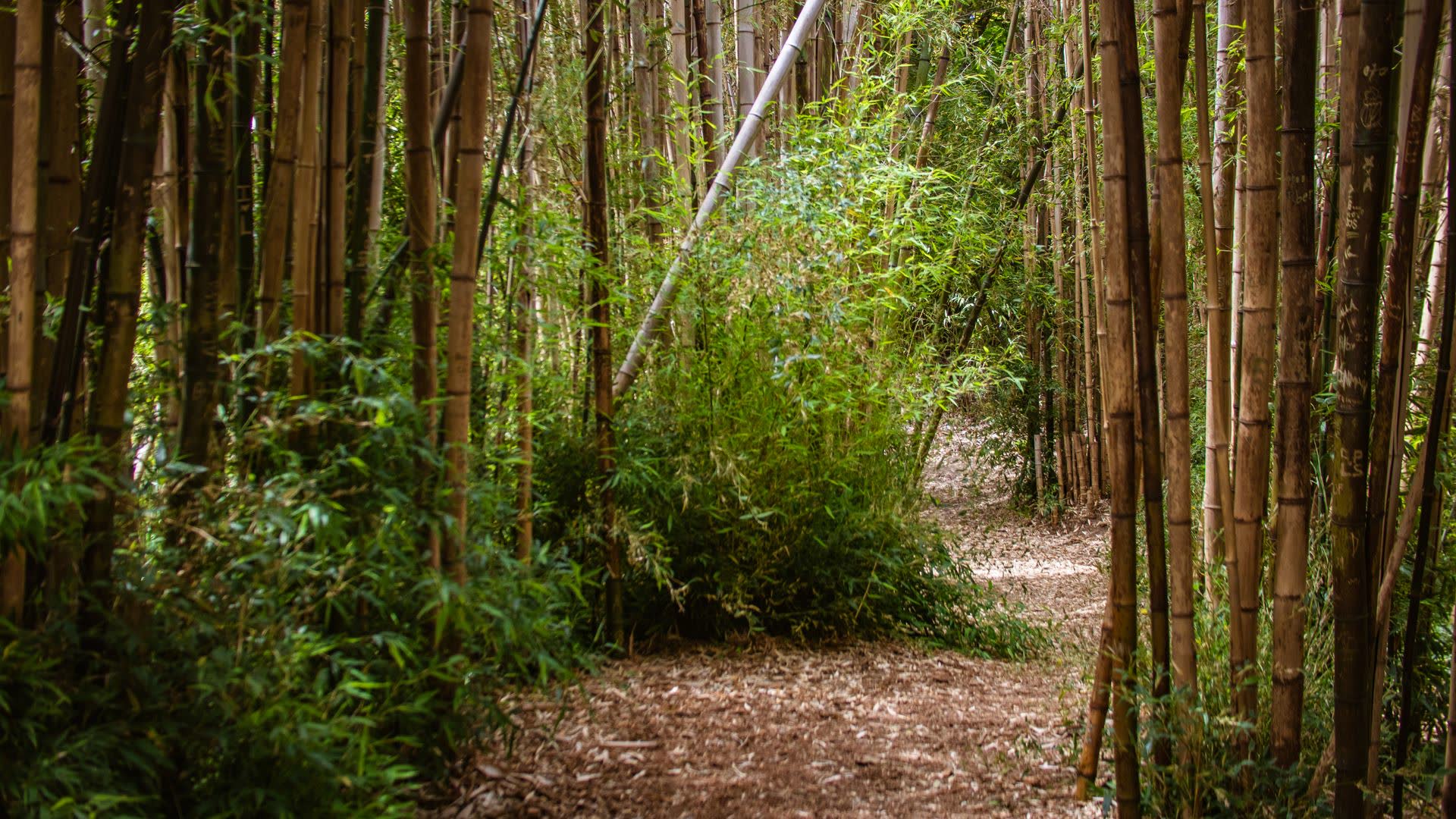 A path through a bamboo grove