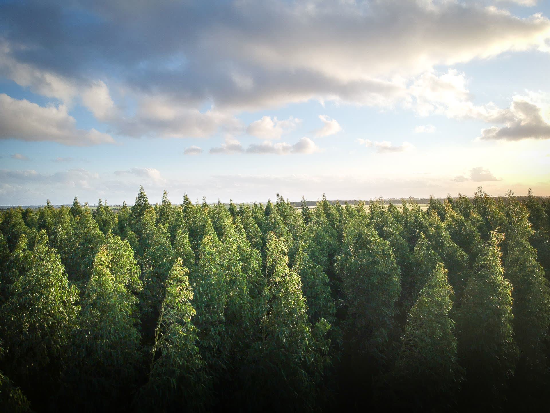 A dense plantation forest under a bright sky