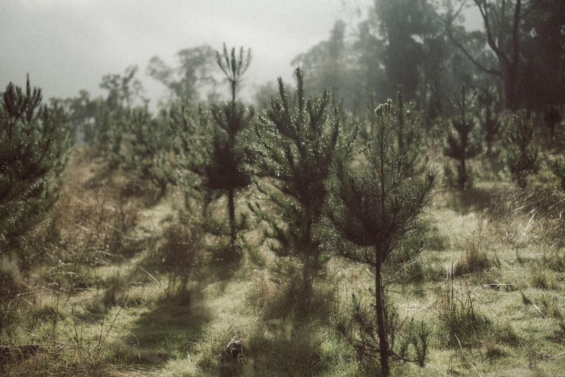 Young pine trees in morning mist
