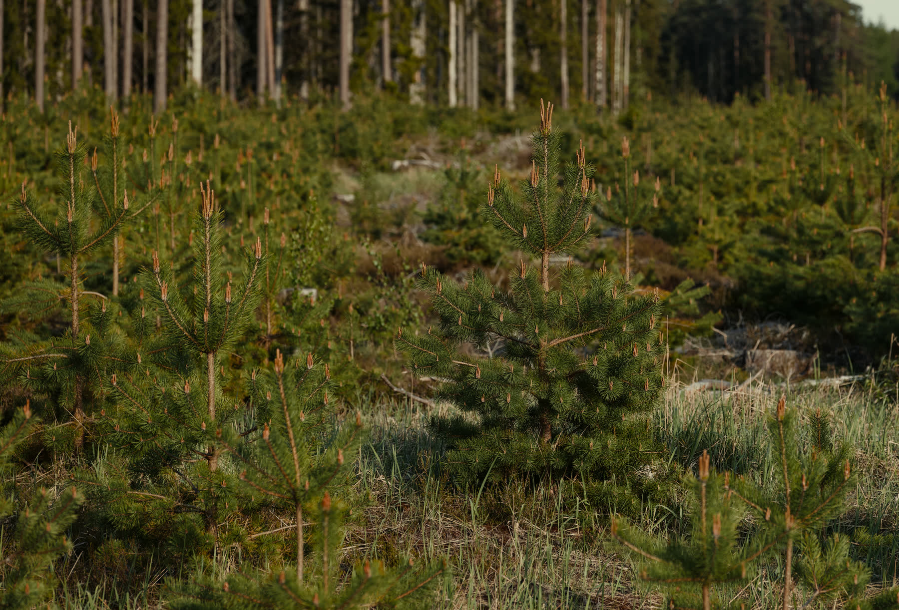 A dense stand of young pine trees