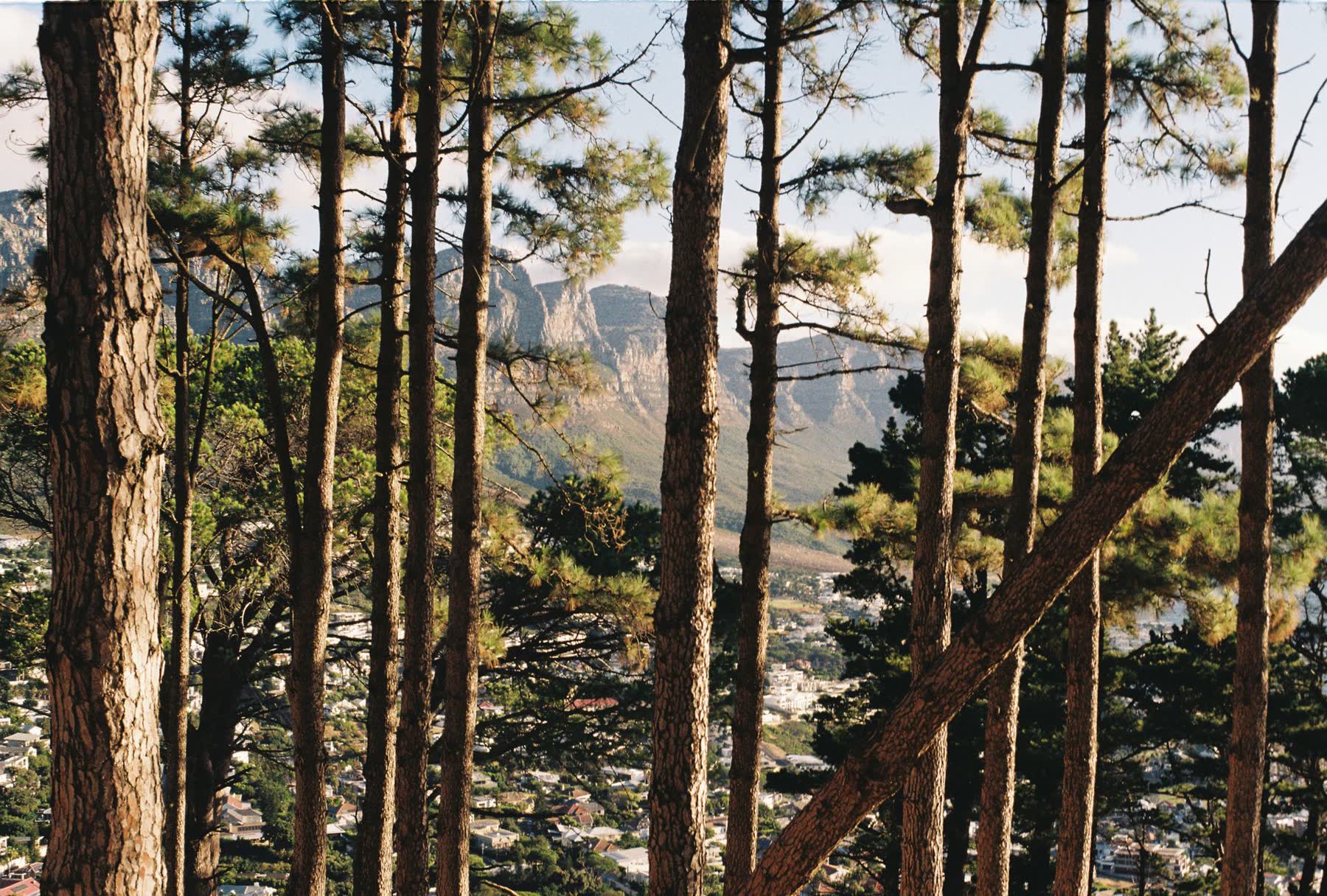 Forested hills under a morning sky